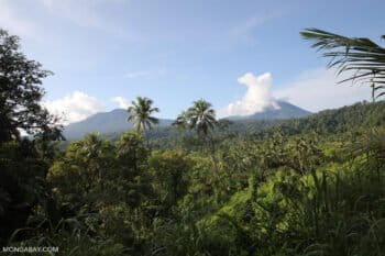 Rainforest cleared for a coconut plantation Dua Saudara Mountain in North Sulawesi. Photo by Rhett A. Butler.