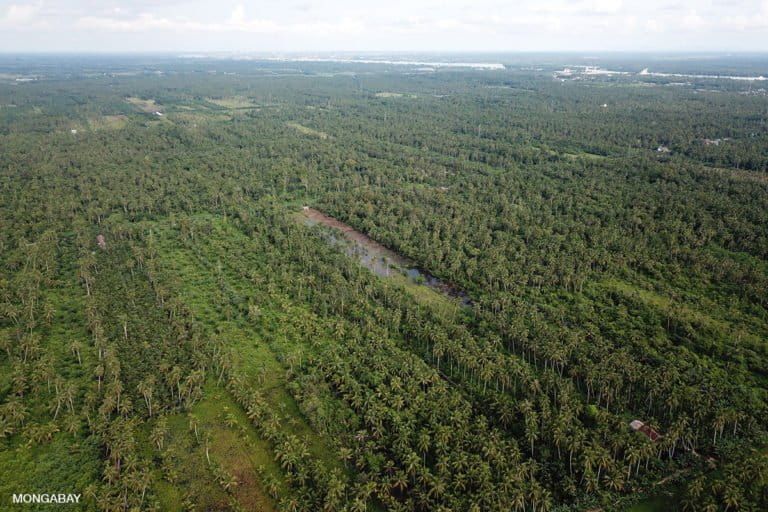 Deforestation in Borneo threatens three endangered, endemic plant species