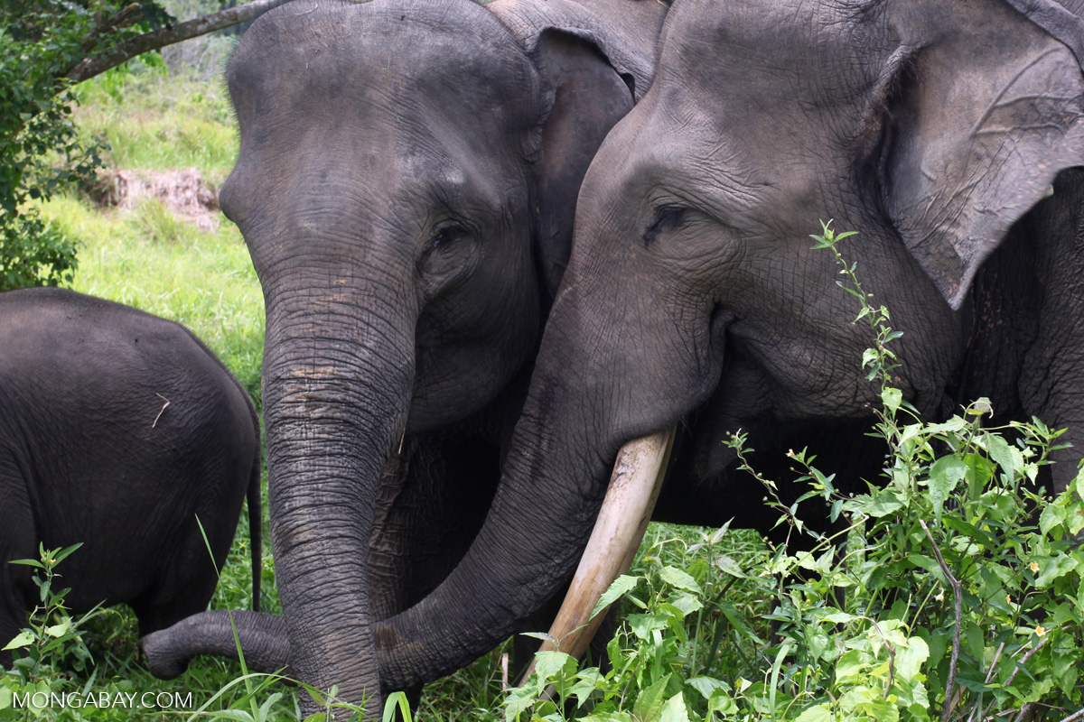 Sumatran elephants. Photo by Rhett A. Butler.