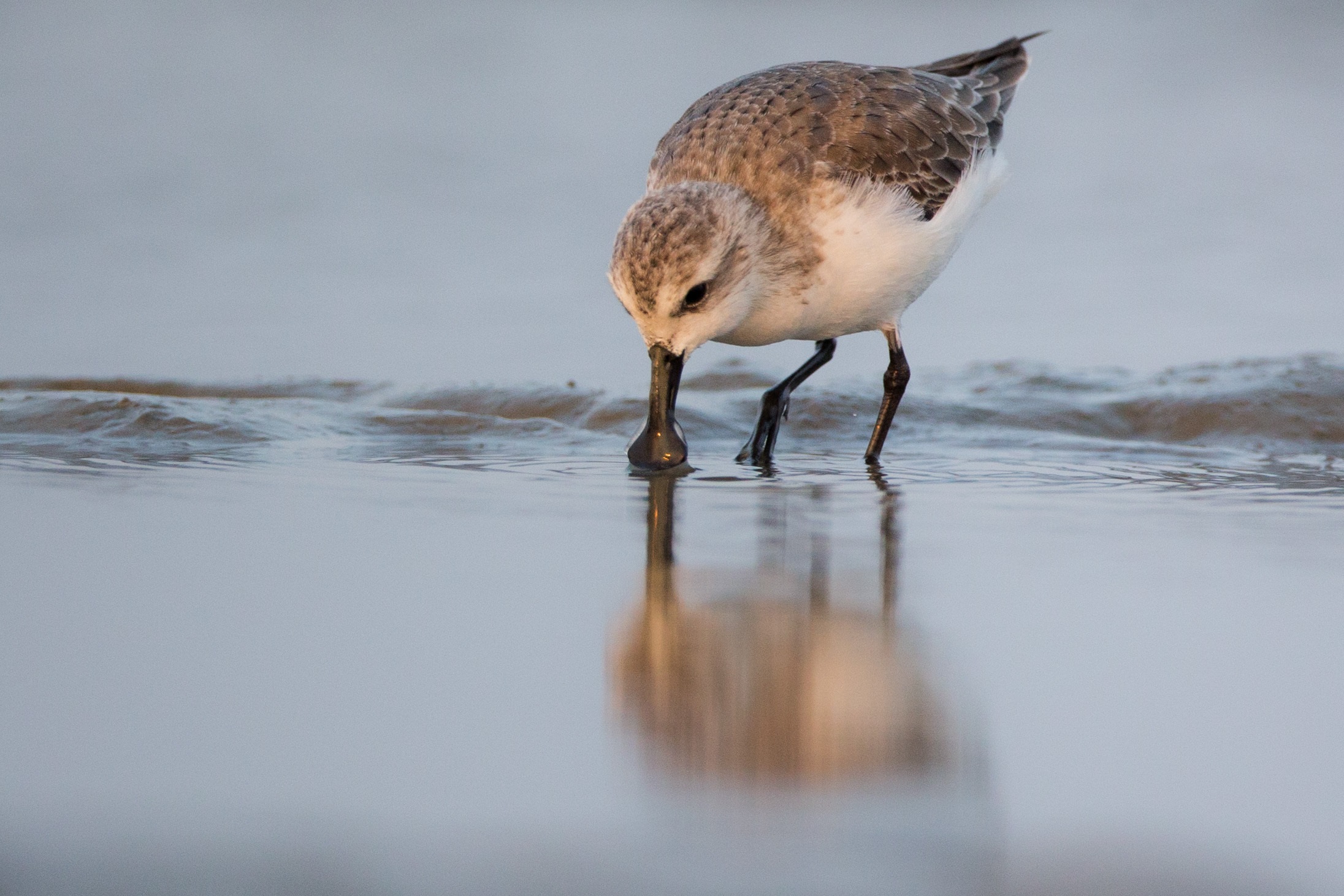 New study quantifies impact of hunting on migratory shorebird populations New study quantifies impact of hunting on migratory shorebird populations
