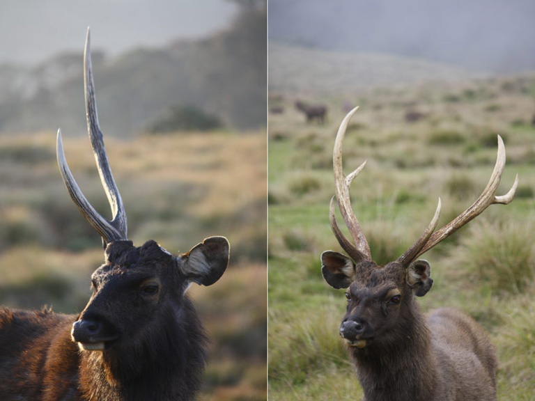 Antler Growth Cycle, Deer Ecology & Management Lab