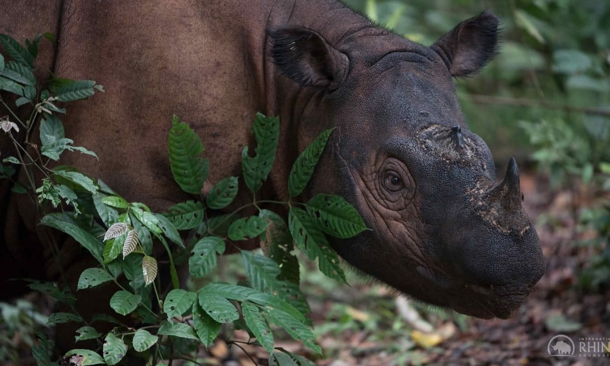 Sumatran Rhino Rescue Partners Expand Indonesian Sanctuary – National  Geographic Society Newsroom