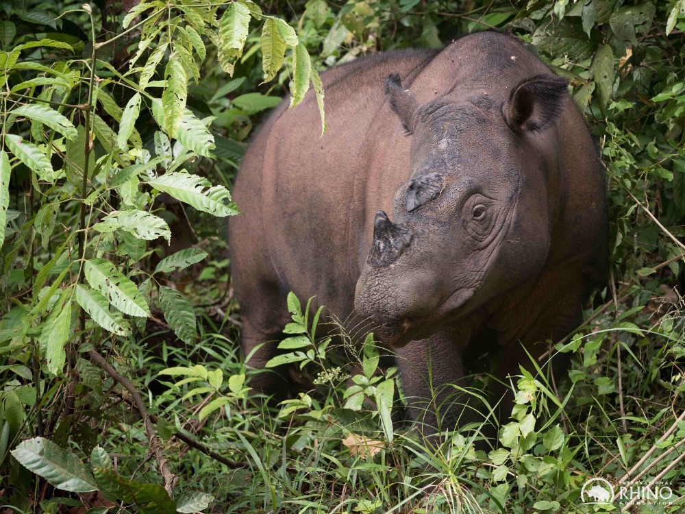 Sumatran Rhino Rescue Mission