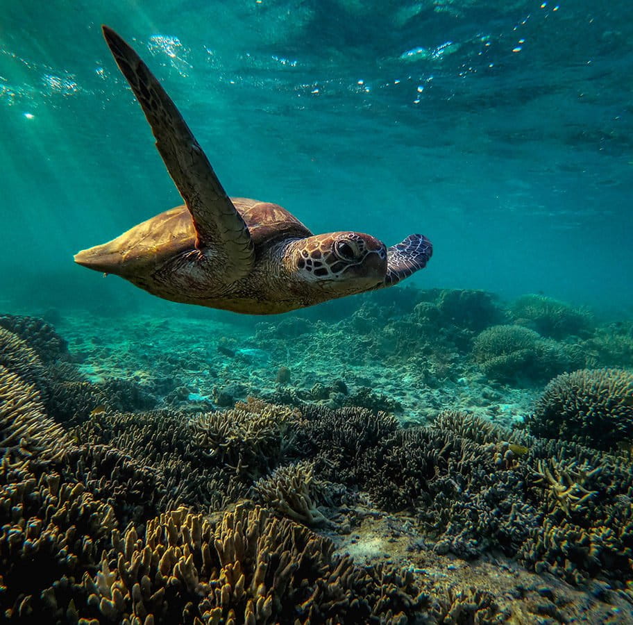 Conservation news on Marine Protected Areas