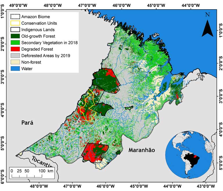 Forest Restoration Not Just Halting Deforestation Vital To Amazon