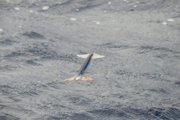 A flying squid flushes as the NOAA research ship Reuben Lasker approaches. NOAA photo by Bernardo Alps.