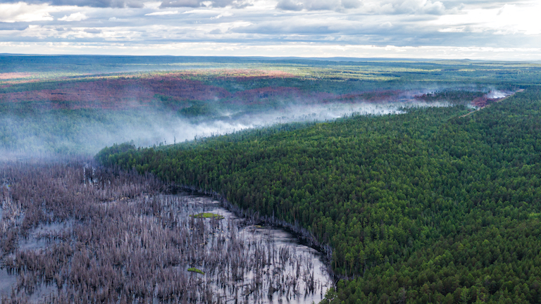 In the Forest of Siberia