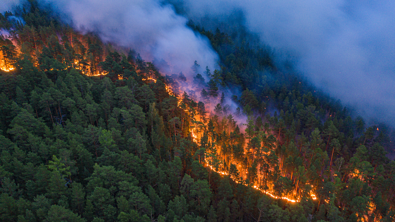 mangrove forest being burned