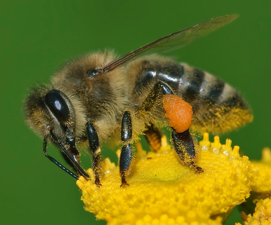 Bubbles Lasers And Robo Bees The Blossoming Industry Of Artificial 7070