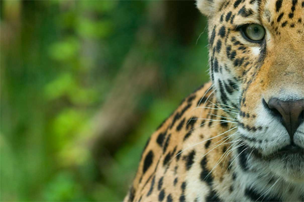 Brazilian Amazon drained of millions of wild animals by criminal networks: Report Brazilian Amazon drained of millions of wild animals by criminal networks: Report