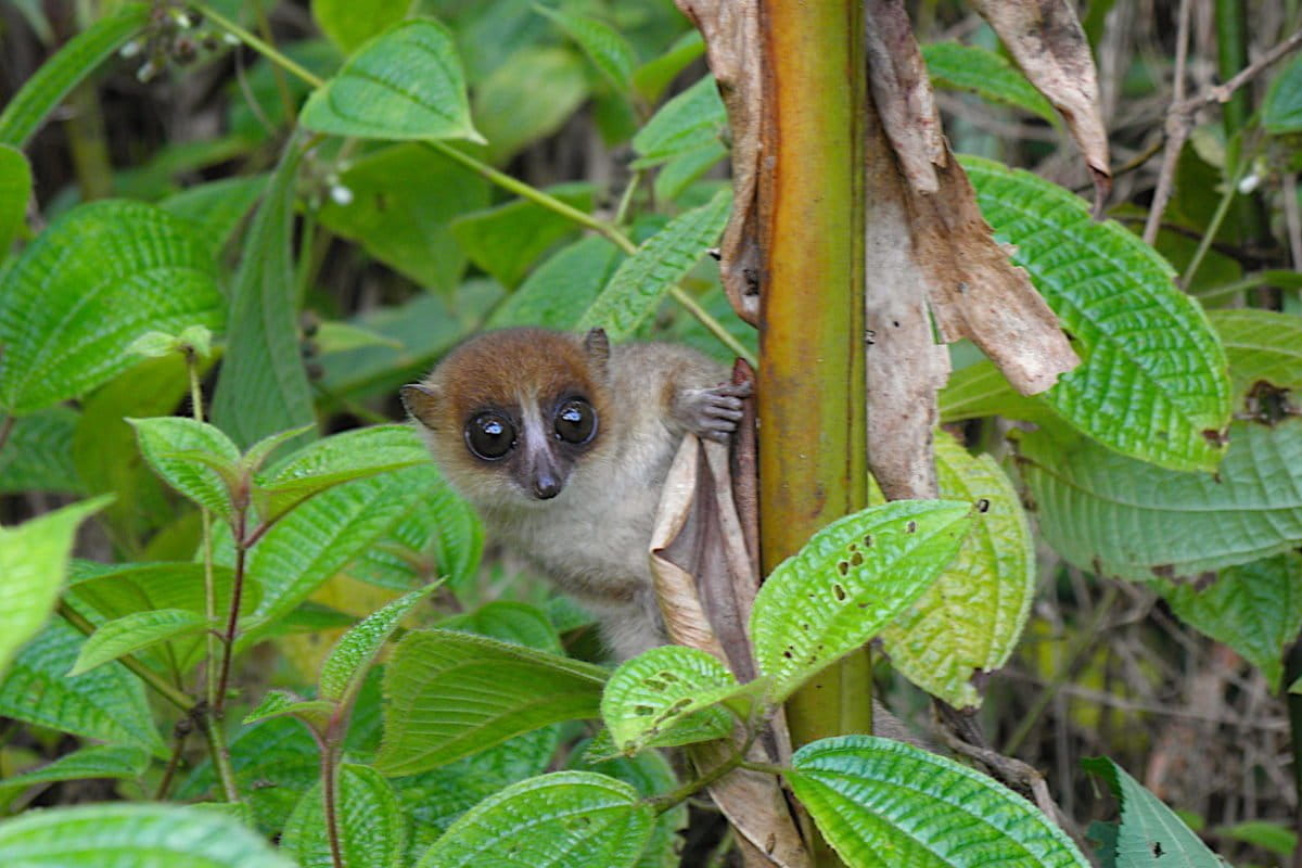 Jonahs-mouse-lemur-1200x800.jpeg