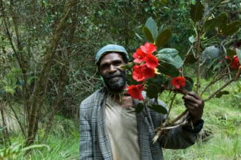 This local guide located a Rhododendron in bloom in the Cromwell Mountains of Papua New Guinea. Credit RBG Kew