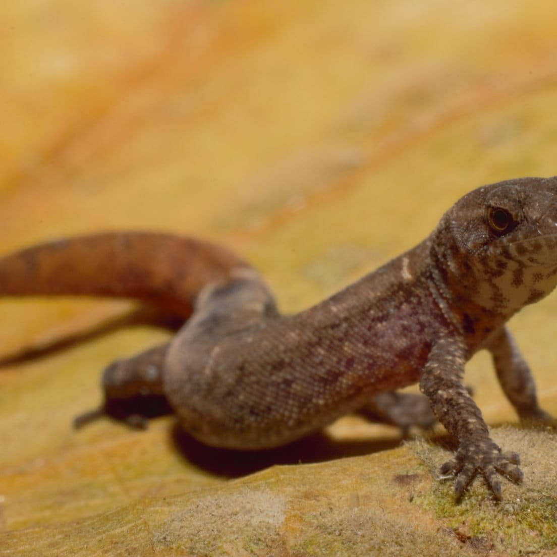 Jeremy Hance Archives Conservation news