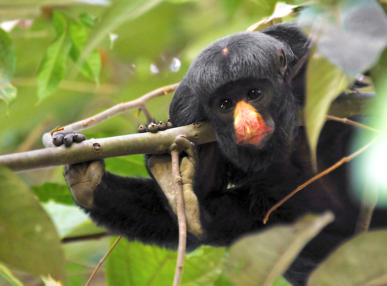 Brazilian Amazon protected areas ‘in flames’ as land-grabbers invade Brazilian Amazon protected areas ‘in flames’ as land-grabbers invade