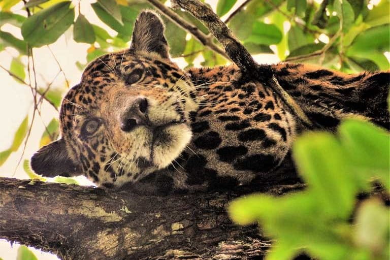 Jaguars in Suriname Poached for Traditional Chinese Medicine