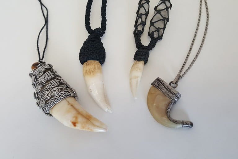 Jaguar Tooth Necklace – Forte Knight