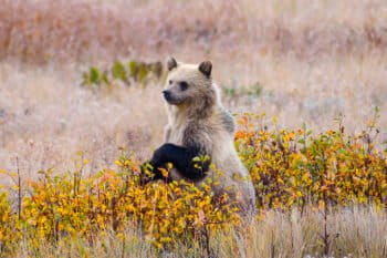 A grizzly bear cub in Montana. Creative Commons licensed photo by Marshal Hedin.