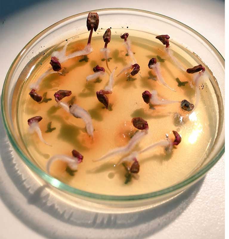 Climate change could put tropical plant germination at risk Study