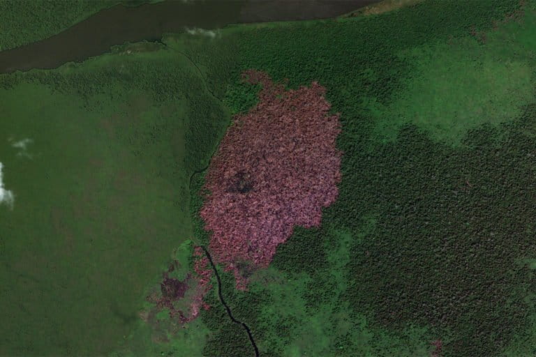 Microsoft Zoom Earth satellite image show a section of burned peatland in the region in Central Kalimantan where the rice project is planned.