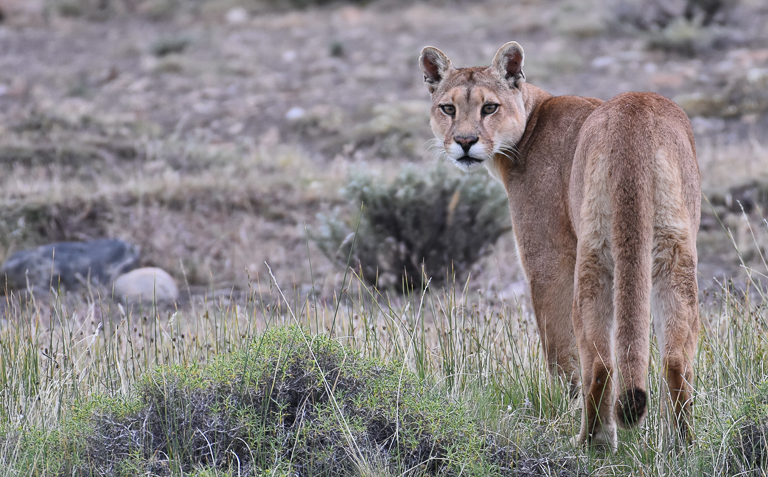 Elbroch’s research suggests that mountain lions may be ecosystem engineers. Image by Mark Elbroch/Panthera.