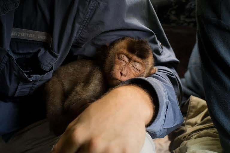 baby pigtail macaque