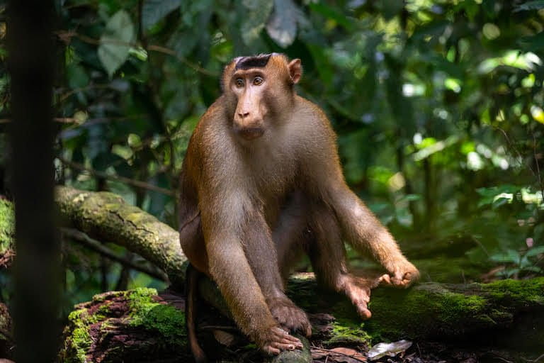 baby pigtail macaque