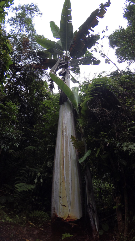 Musa ingens is a species of banana endemic to New Guinea. It is the largest and tallest non-woody plant in the world. Image courtesy of Rodrigo Cámara-Leret/University of Zurich.