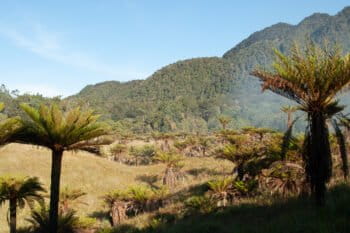a tree fern savanna in the Cromwell Mountains of Papua New Guinea courtesy of the Royal Botanic Gardens, Kew.