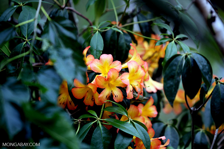 Flora endemik yang dapat ditemui di daerah papua adalah