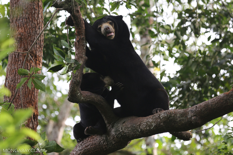 Sepasang beruna madu di Kalimantan. Foto: Rhett A Butler/ Mongabay