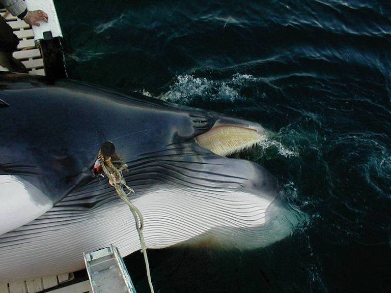 Why is Norway still killing whales?