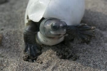 Burmese roofed turtle moments after emerging from an egg collected from a sandbank along the Chindwin River and incubated at a head-starting facility in Limpha village, Sagaing region, Myanmar. Photo by Myo Min Win/WCS Myanmar (Platt et al 2020).