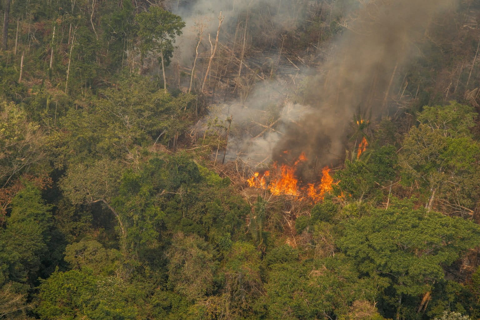As the Amazon burns, what happens to its biodiversity?