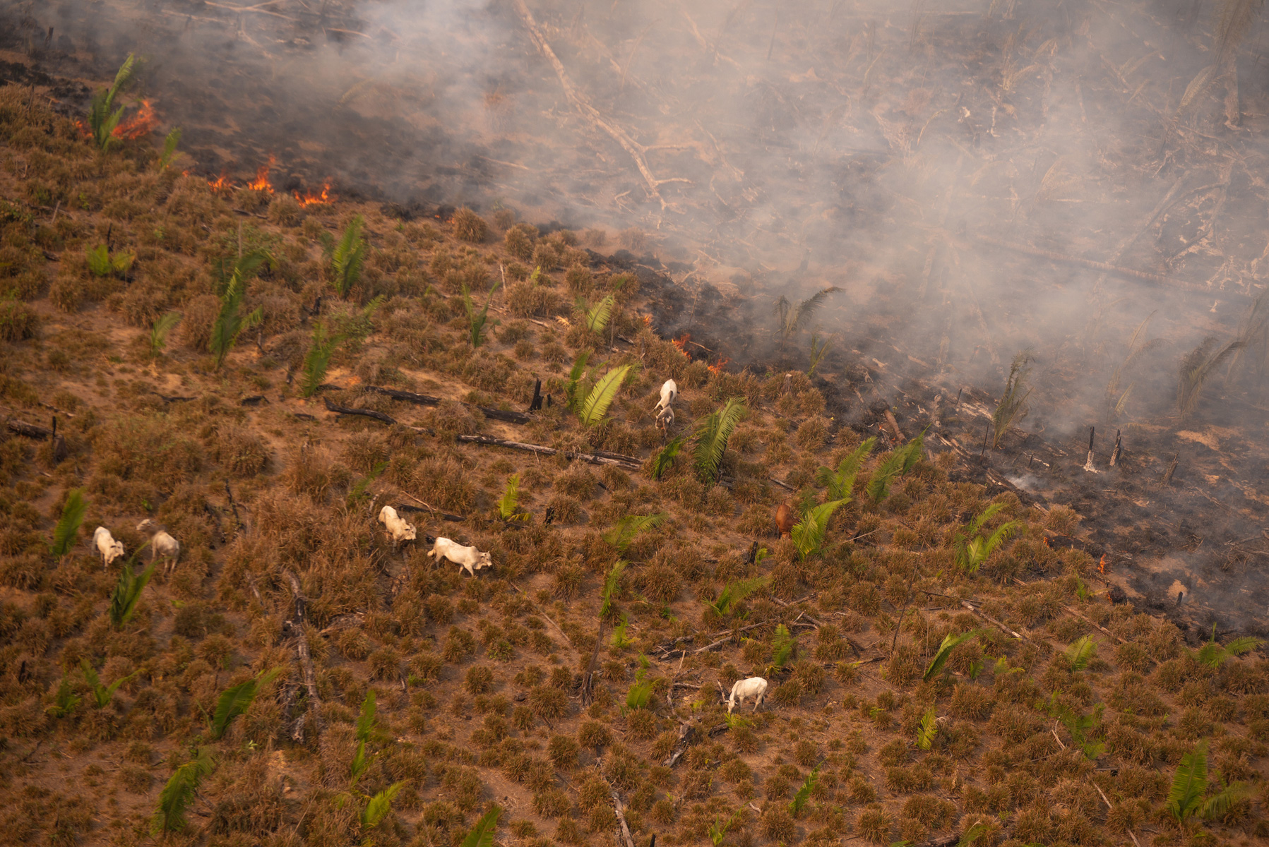 Cattle next to heat spots in Lábrea, Amazonas state. Taken 17 Aug, 2020. CREDIT: © Christian Braga / Greenpeace