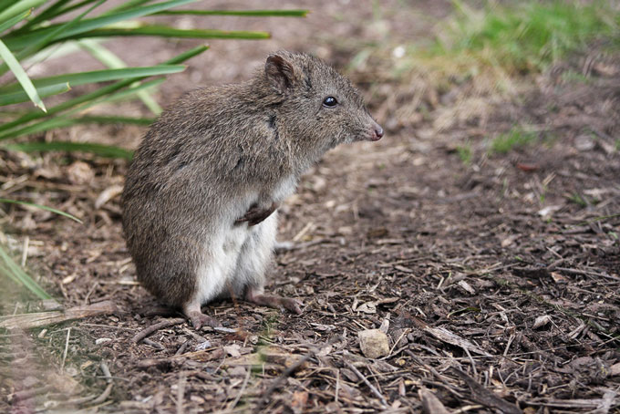 The northern long-nosed potoroo, a tiny truffle-eating marsupial, had its entire habitat in northern New South Wales wiped out by a fire in October 2019. Photo by Leo via Flickr (CC BY-NC-SA 2.0).