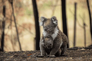 A mother koala and her joey who survived the forest fires in Mallacoota. Australia, 2020. Photo by Jo-Anne McArthur / We Animals