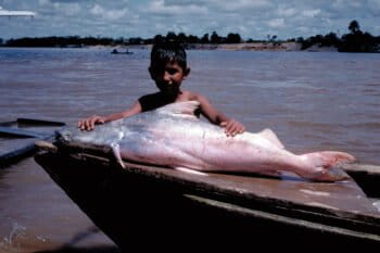 Boy with a 'dorado' catfish. Photo by Michael Goulding.