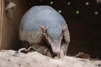 Giant Armadillo. Image courtesy of the Giant Armadillo Project.