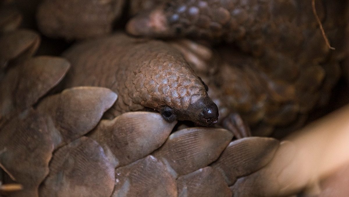 ‘We are all ecstatic’: Rescued wild pangolin gives birth to healthy pup ‘We are all ecstatic’: Rescued wild pangolin gives birth to healthy pup