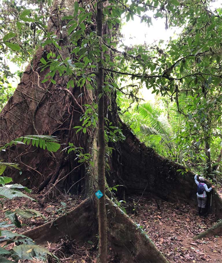 Studi Kurang dari 10 Persen Hutan  Tropis Terbaik Dunia 