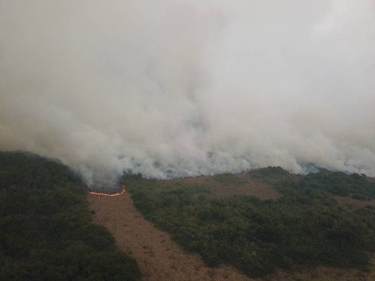 Wildfires disproportionately affected jaguars in the Pantanal