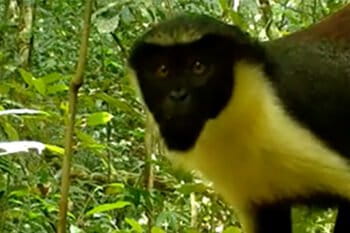 Still image from footage of a Wild Chimpanzee Foundation camera trap set up in Grebo-Krahn National Park in Liberia, showing a Diana Monkey (Cercopithecus diana).