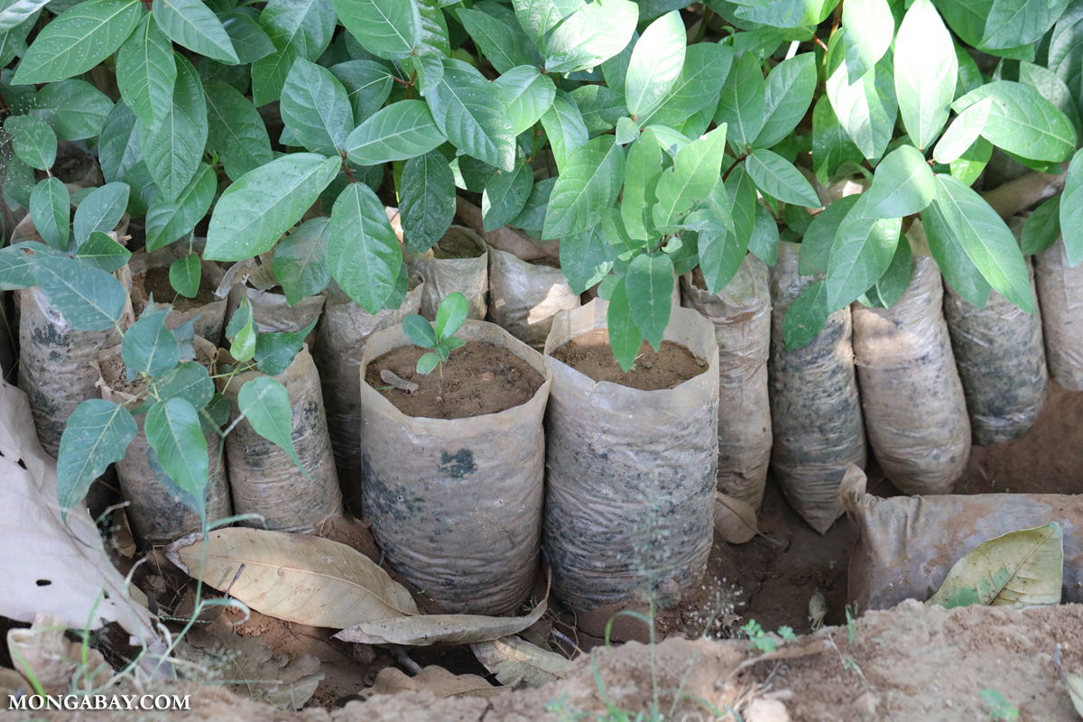 Tree planting effort in India. Photo by Rhett Ayers Butler.