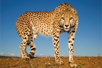 Cheetah at Zimanga private game reserve. Image by Charl Senekal