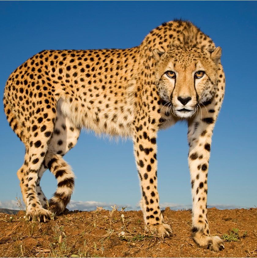 Conservation news on Cheetahs