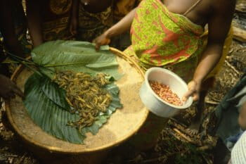 In northeastern DR Congo, as in many places around world, the forest produces a bounty of delicious and nutritious caterpillars that are a seasonally important food for Indigenous Peoples and Local Communities. Photo © David Wilkie/WCS