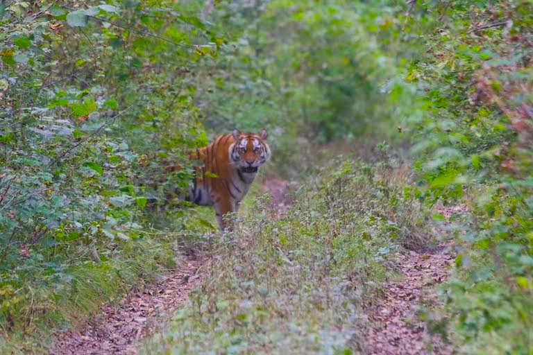 The Tiger Encounter