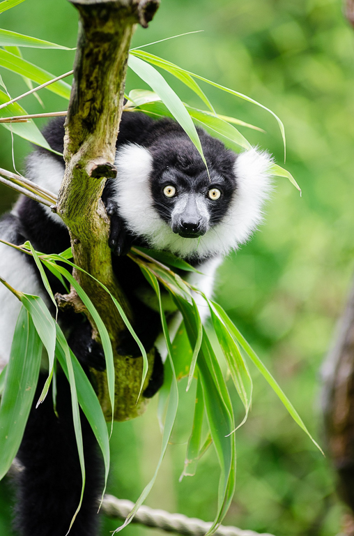 A black and white ruffed lemur in Madagascar. Image by skeeze via Pixabay.