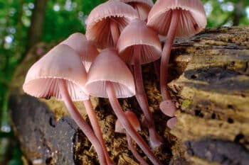Mycena haematopus (Burgundydrop Bonnet)