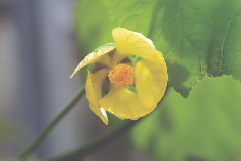 The last known remaining Abutilon pitcairnense was destroyed by a landslide on Pitcairn Island in the southern Pacific Ocean. It is now considered extinct. Photo by Marcella Corcoran.